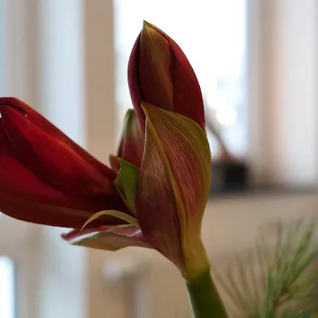 Wunderschoene Grosse In Aue