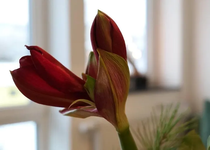 Wunderschoene Grosse In Aue